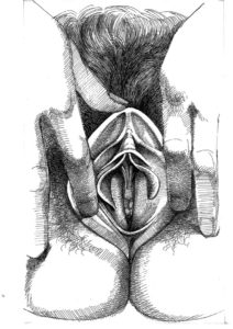 Vulva_4