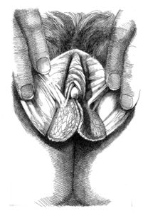 Vulva_7